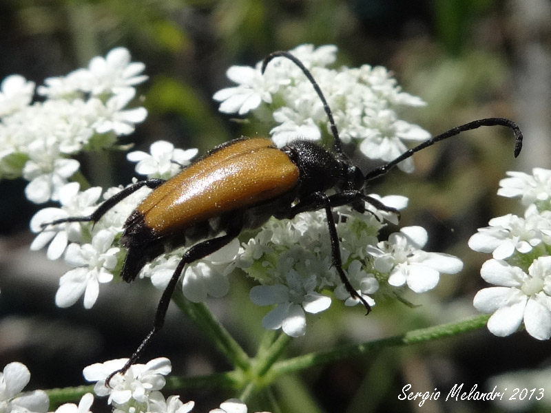 Parachorymbia fulva (Cerambycidae)
